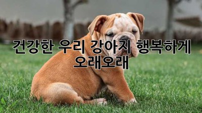 건강한 우리 강아지, 행복하게 오래오래!